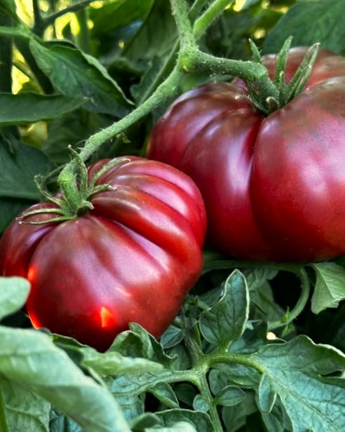 Black Krim Tomato