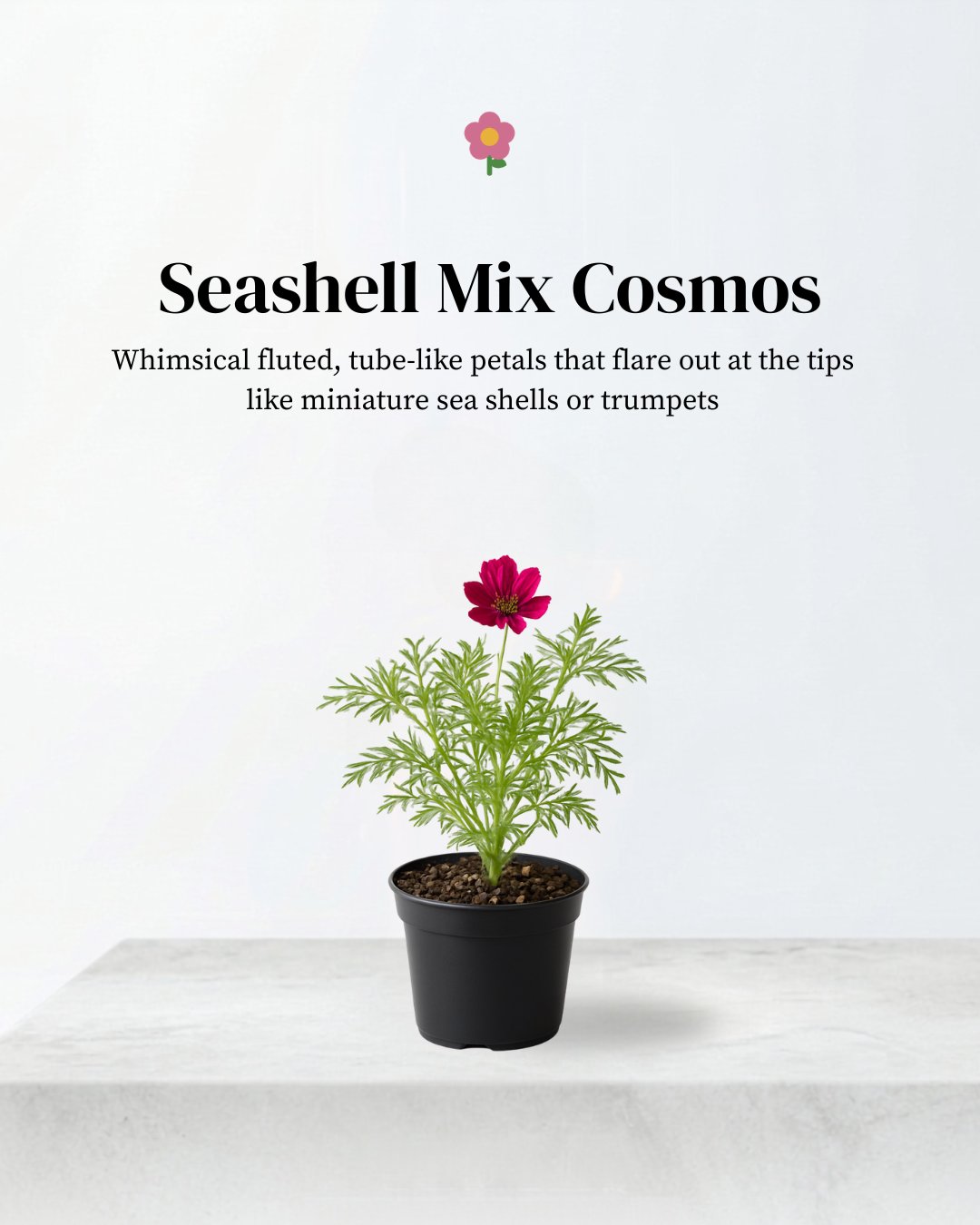 Cosmos (seashells mixed)