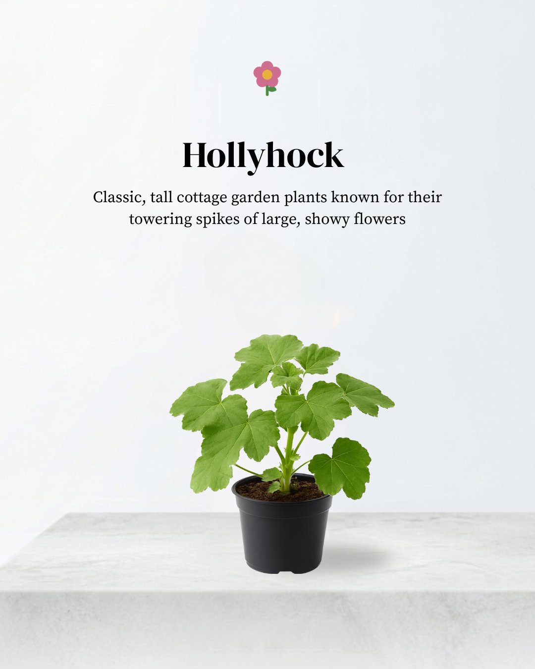 Hollyhocks 