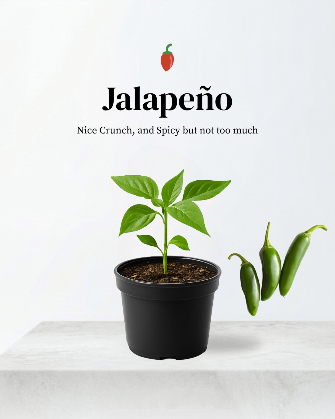 Jalapeño Pepper