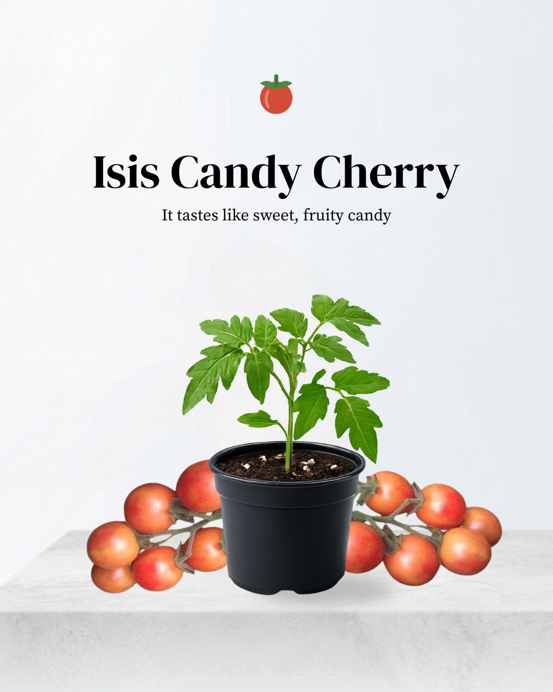 Isis Candy Cherry Tomato