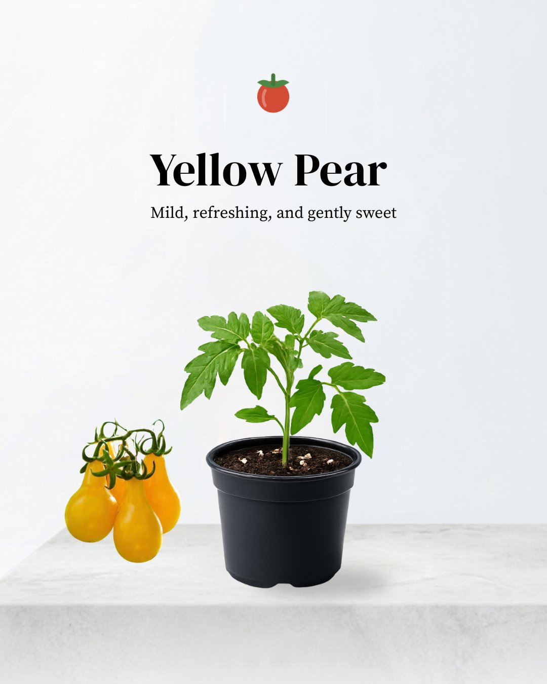 Yellow Pear Tomato