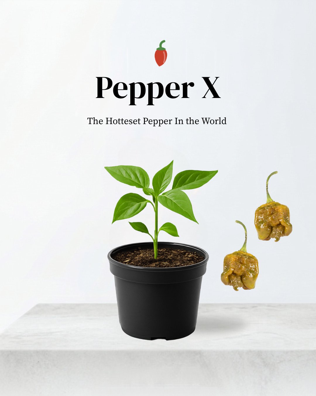 Pepper X