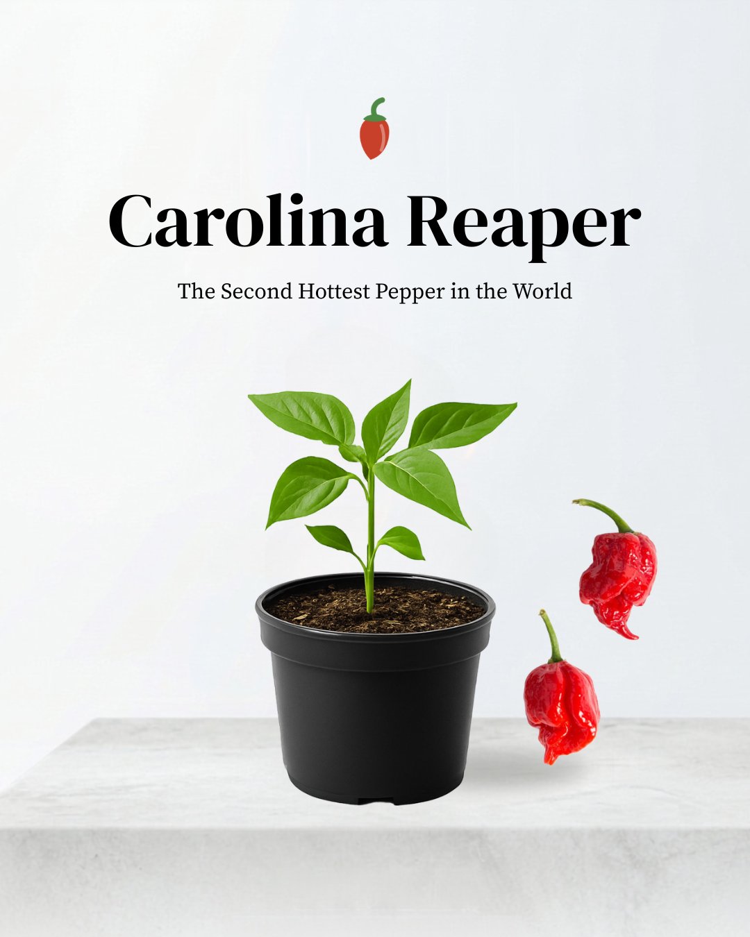 Carolina Reaper 