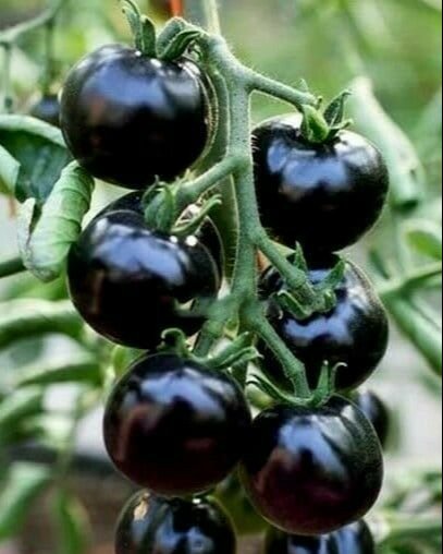Black Ball