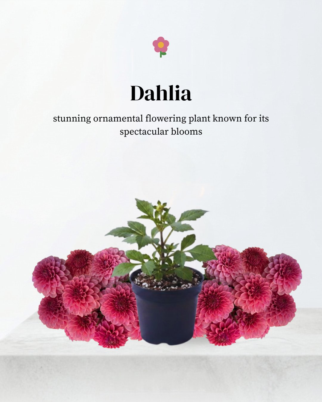 Dahlia " Pompon Mix"
