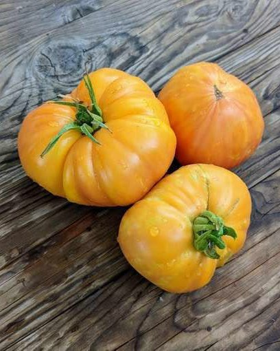 Armenian Tomato