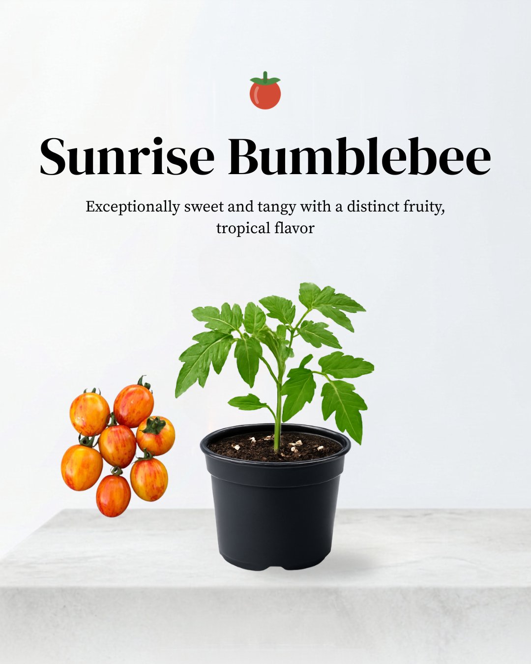 Sunrise Bumble Bee Cherry Tomatoes