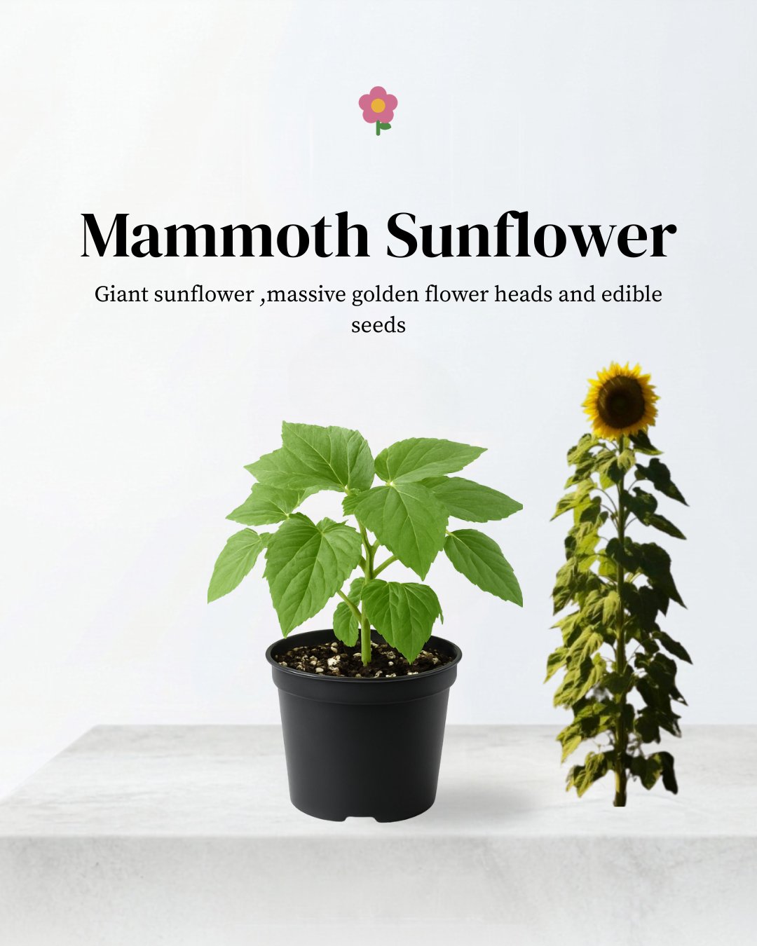 Sunflower 'Mammoth'