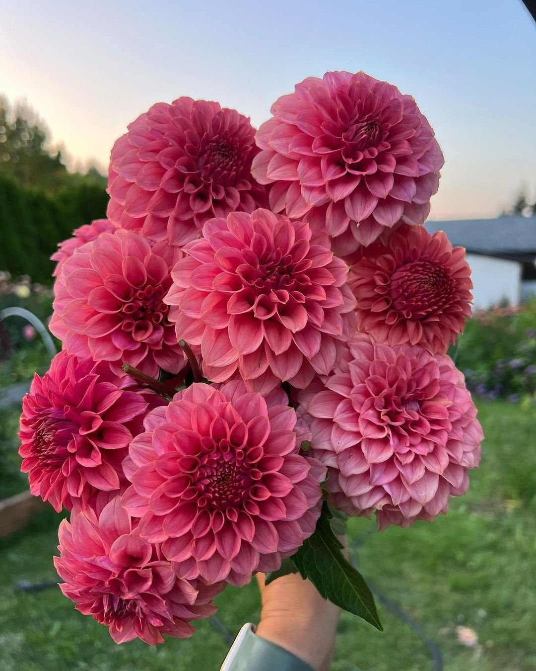 Dahlia " Pompon Mix"